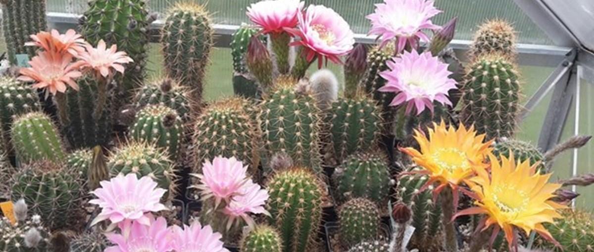 Adopter fra dba: kaktusser til priser der ikke stikker