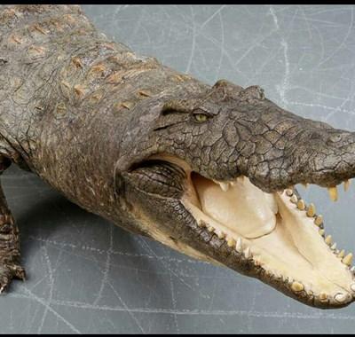 Simon har sat sin 3,77 meter lange, udstoppede krokodille til salg!